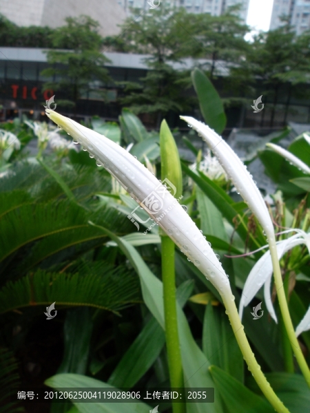 水鬼蕉