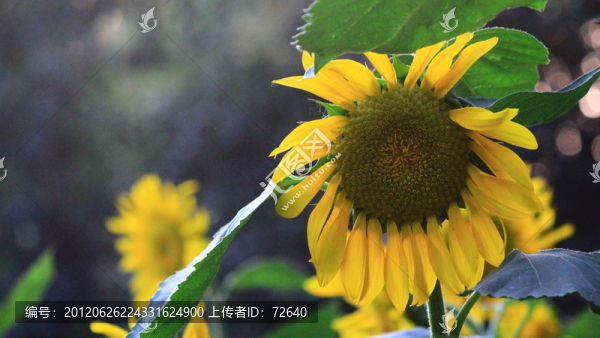 向日葵