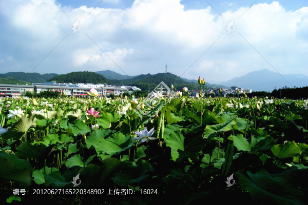 夏日荷塘