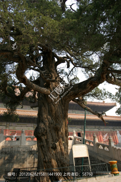 北京孔廟,辨奸柏