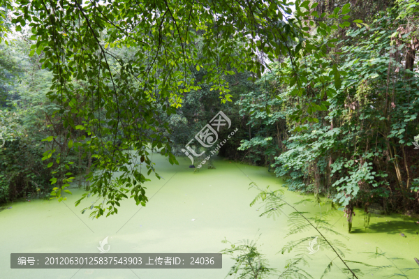 綠水綠樹