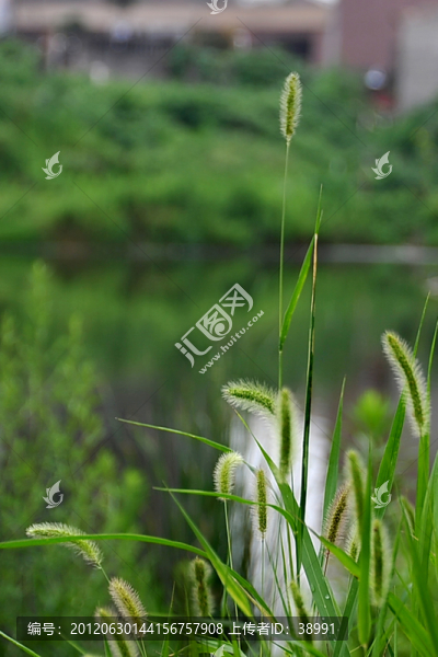 狗尾草