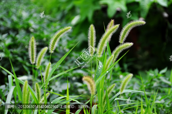 狗尾草