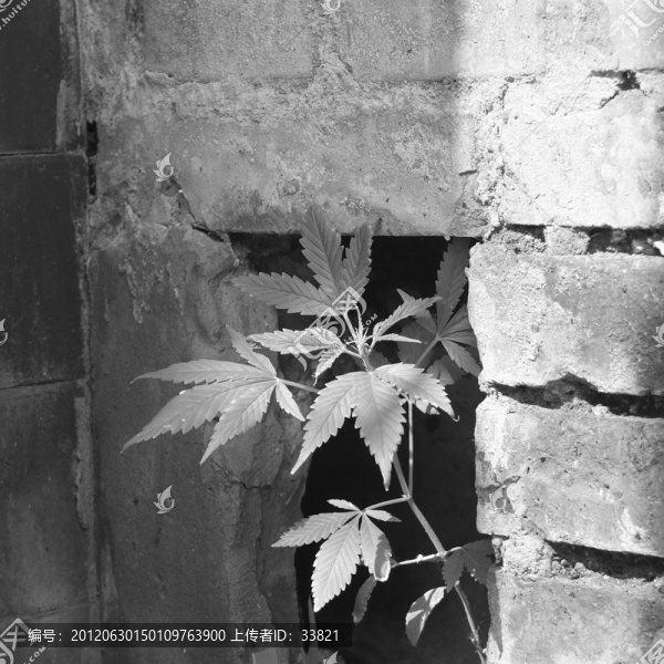 墻縫中的葉子