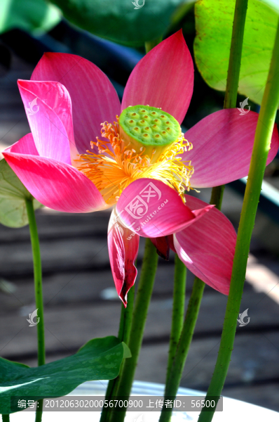 荷花