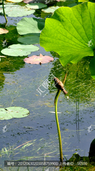 麻雀