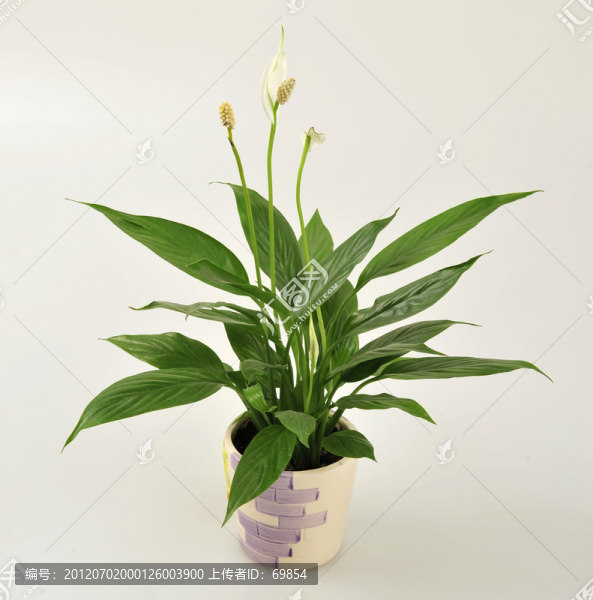 馬蹄蓮