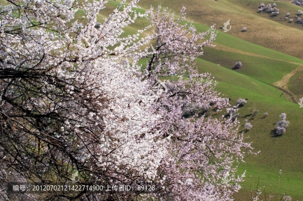 野杏林