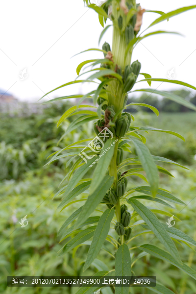 芝麻花