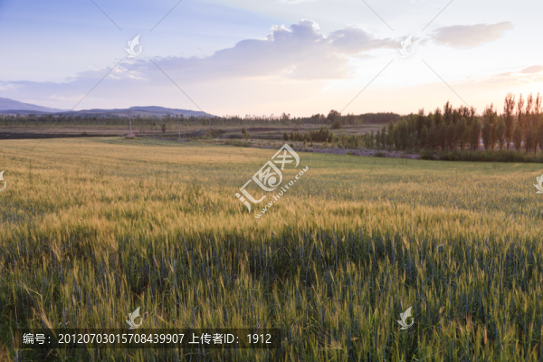 麥田