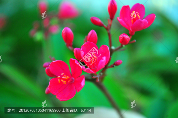 花卉,小紅花