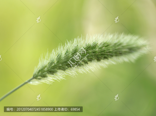 狗尾草