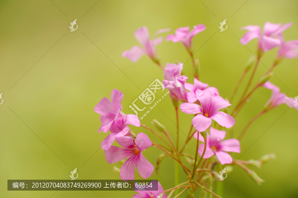 酢漿草