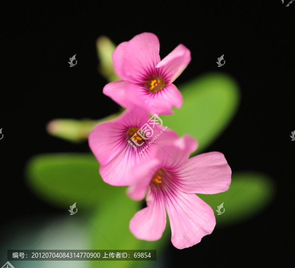 花朵微距攝影