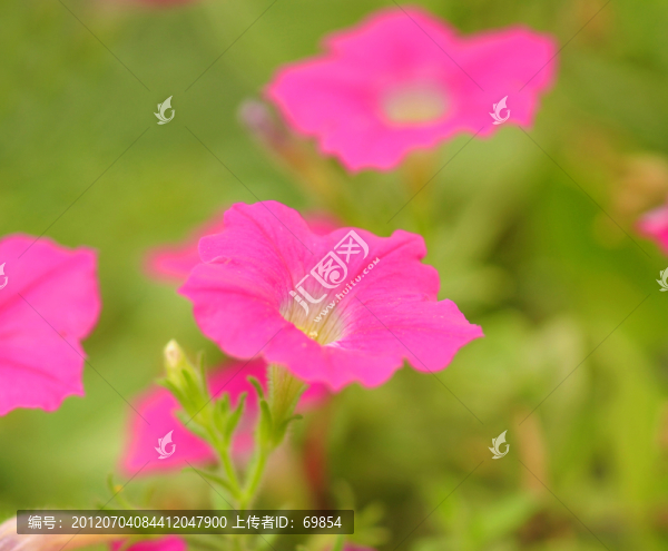 喇叭花