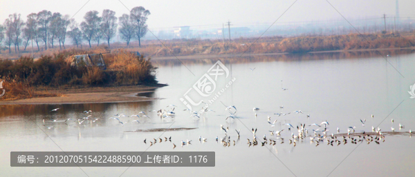 百鳥聚翔