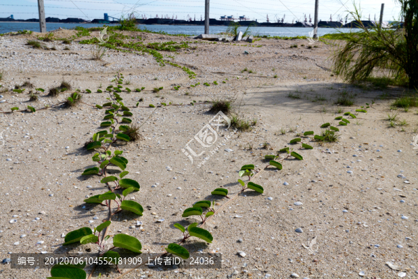 海灘,藤蔓植物