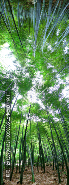 竹林
