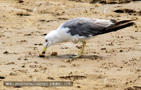 覓食