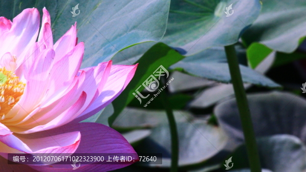 荷花