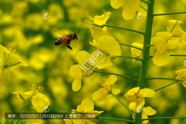 油菜花