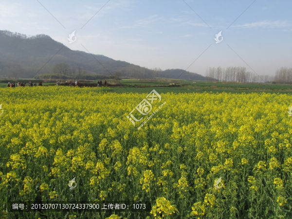 油菜花黃漫山野
