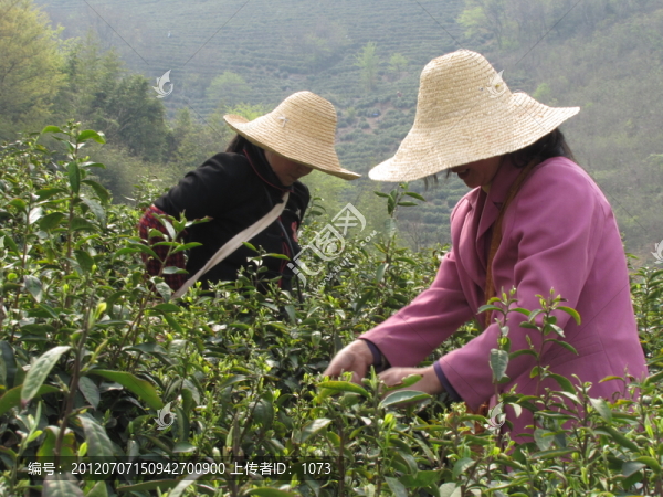 采春茶