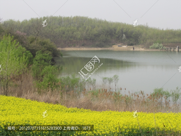 新春菜花黃
