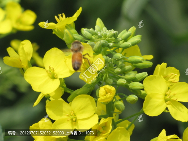 蜜蜂與油菜花