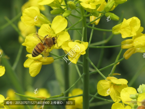 蜜蜂與油菜花