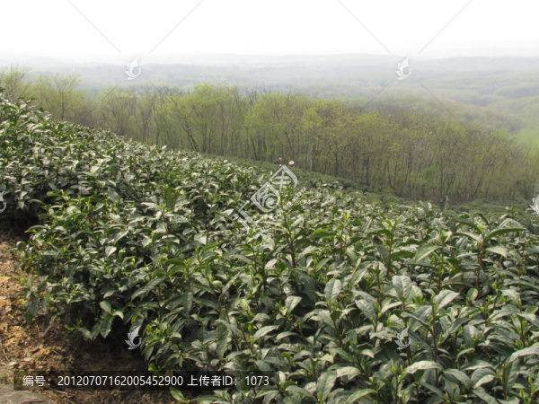 茶場春歸,滁州施集茶場,趙洼遠眺