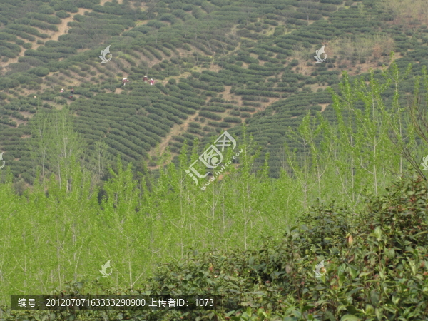 茶場春歸,滁州施集茶場,趙洼遠眺