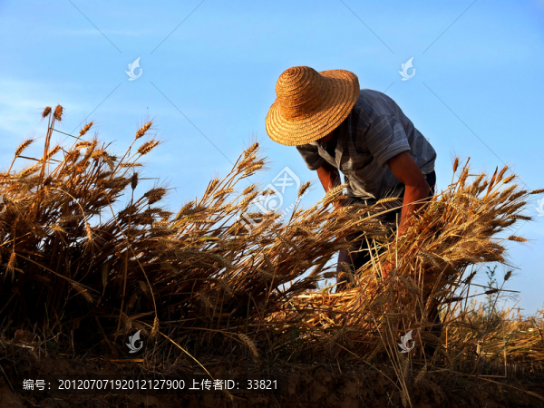 夏收割麥