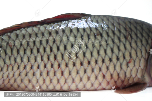 鯉魚