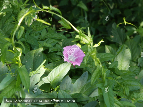 喇叭花,牽牛花