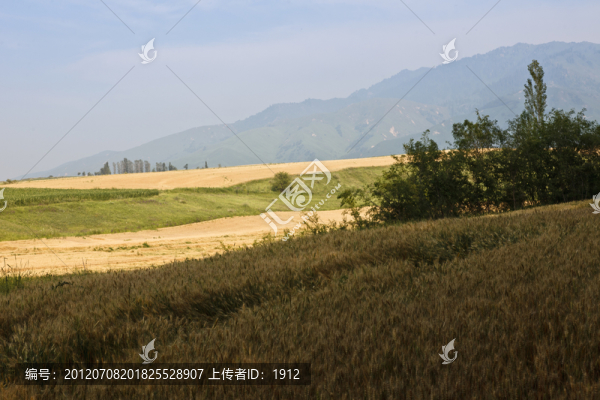 麥田