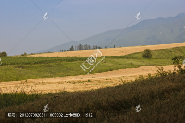 田野