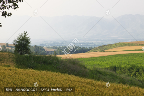 麥田