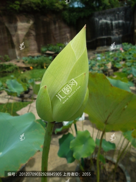 荷花