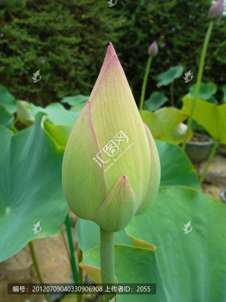 荷花