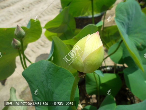 荷花