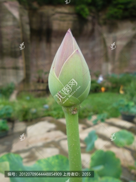 荷花