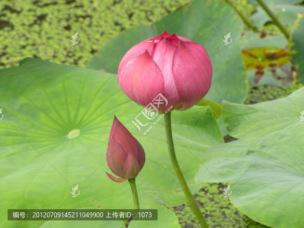 荷花苞