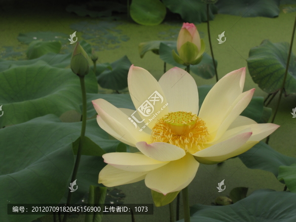 荷花與茶葉、花苞