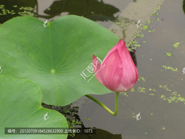 出水芙蓉