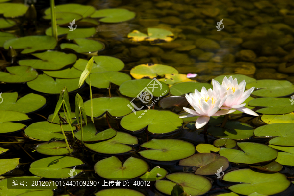 并蒂蓮開