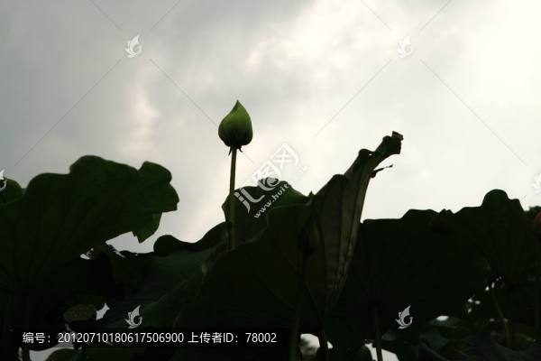 夏日荷花