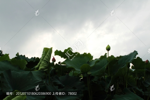 夏日荷花