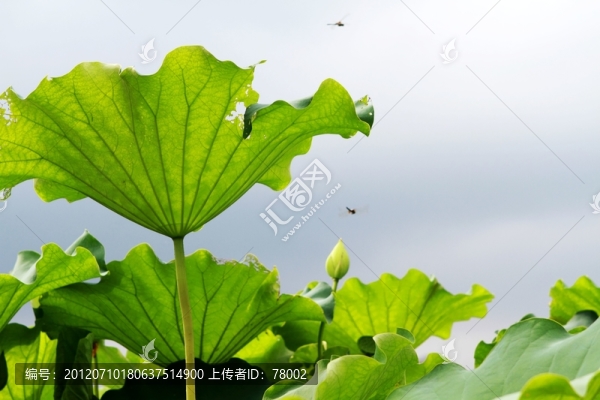 夏日荷花