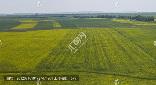 油菜花